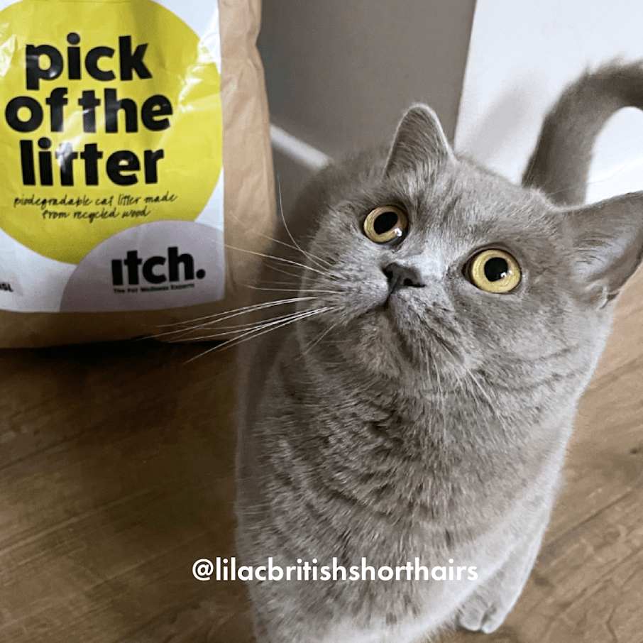 Compostable hot sale cat litter