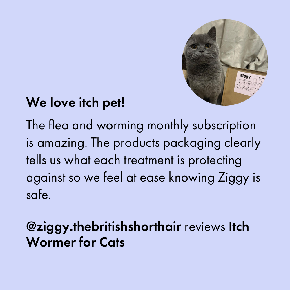 Kitten Flea Treatment Flea Treatment Subscriptions for Pet Itch