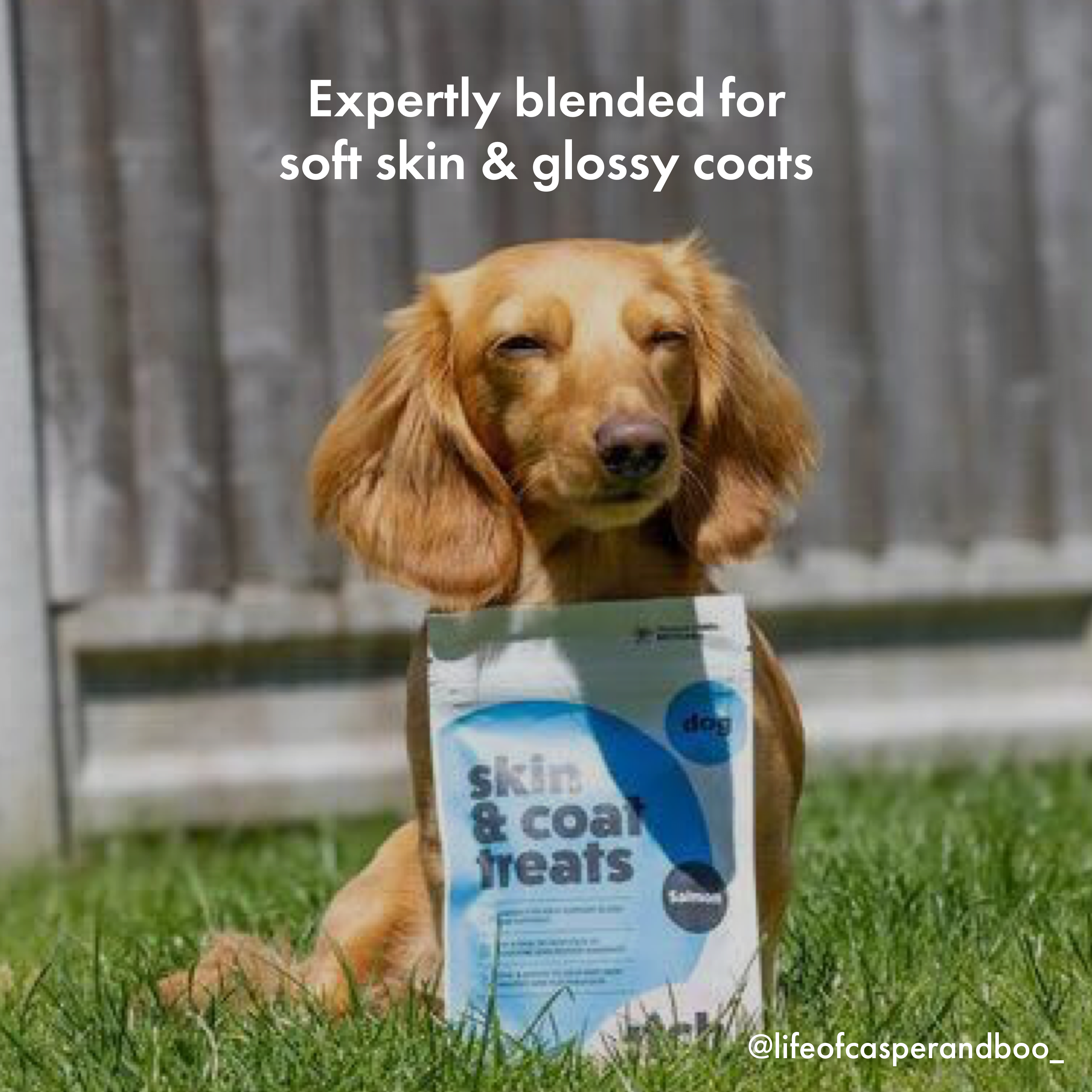 Itch Skin and Coat Treats for Dogs, image of dog