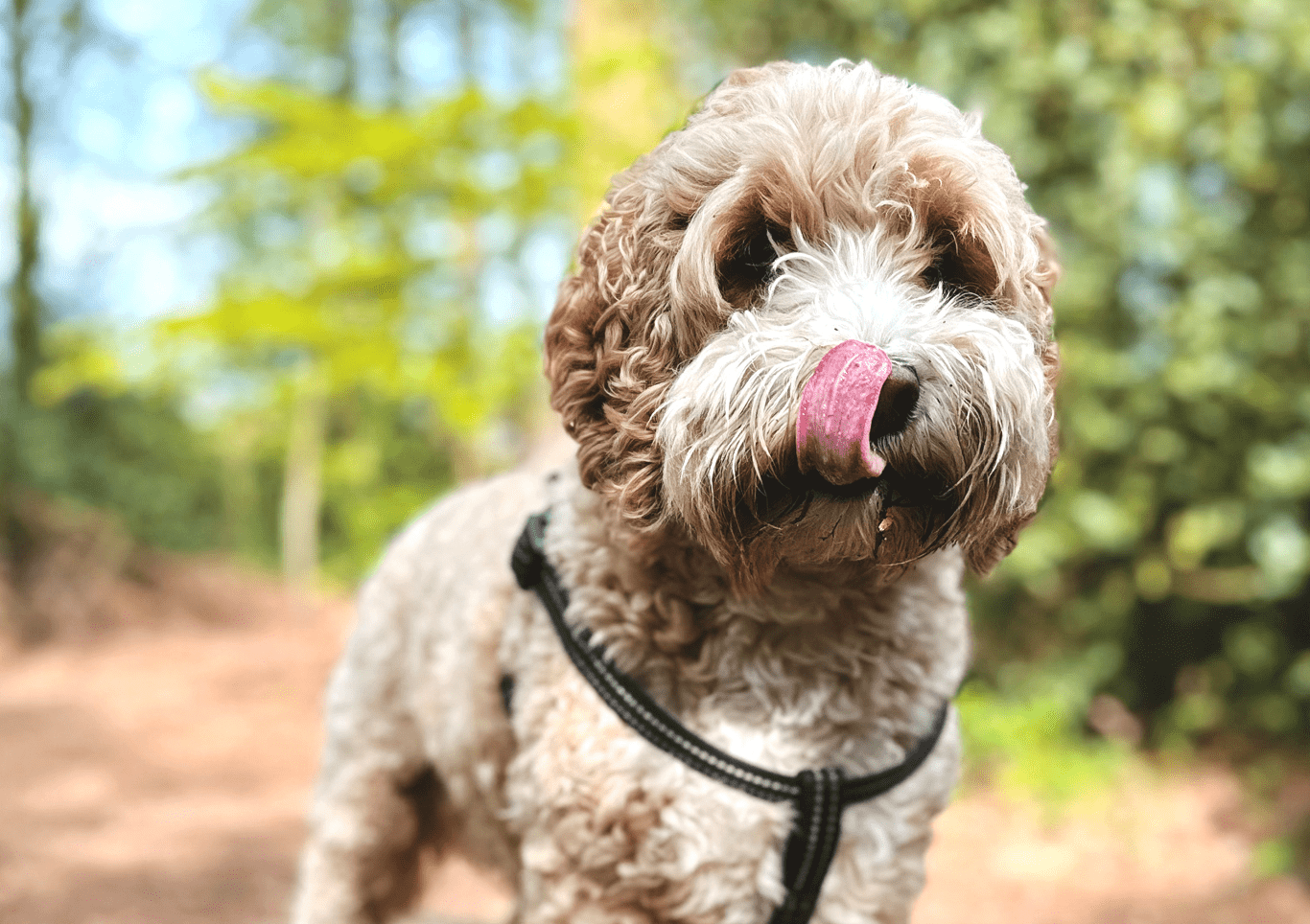 A curly-coated dog, licking his nose, in a sunny forest.