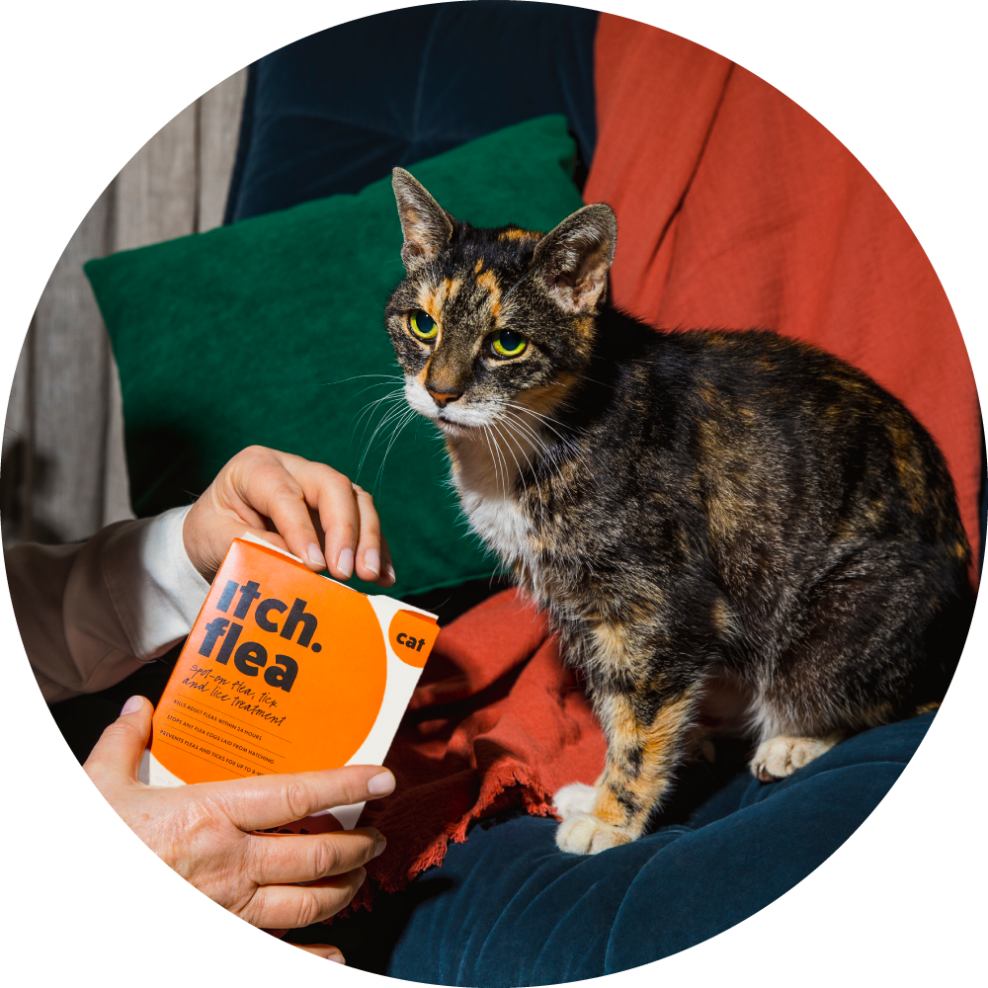 Flea, tick and worm FAQ image - image of a brown and white cat sat on blue arm chair with their owner opening Itch Flea box for cats