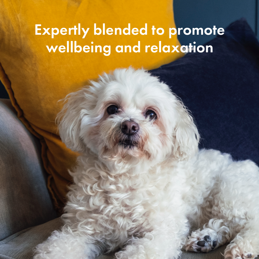 How to Introduce Your Dog to Grooming Tools for a Stress-free ...