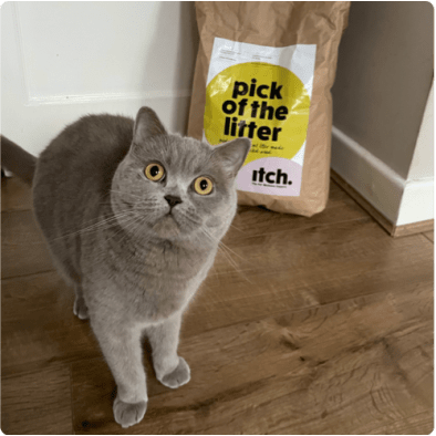 Itch home page - join our community of pets - image of cat with Pick of the Litter - biodegradable cat litter