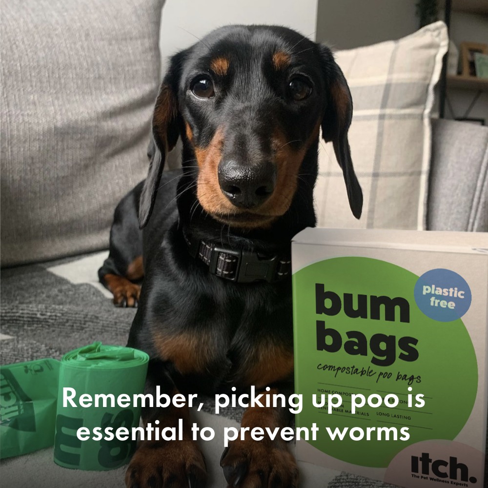 Juno the black and tan Dachshund sits on a sofa between a box of Itch Bum Bags Poo Bags and an roll of green poo bags. 