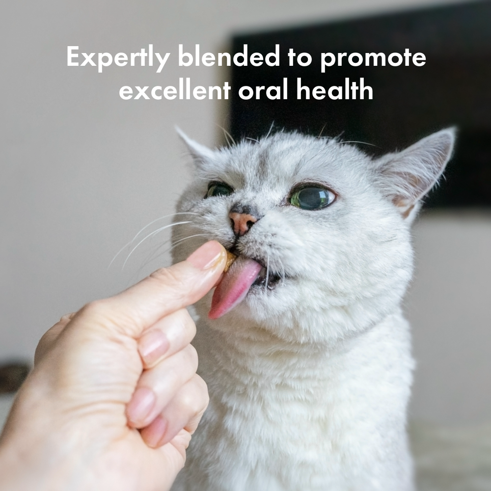Itch Dental Treats for Cats, cat licking treat from hand