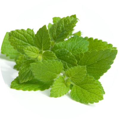 Itch Chill Chews, Soft Chew Calming Supplement to Soothe Anxiety for Cats & Dogs, image of lemon balm