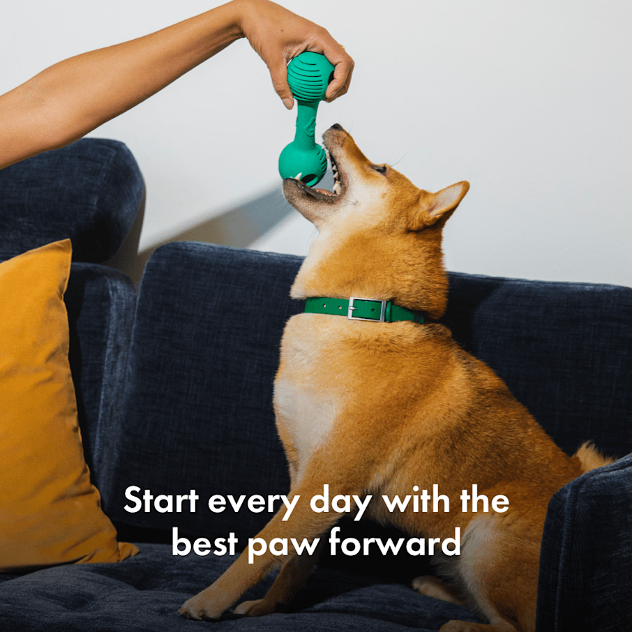 Best dog multivitamin 2024 powder