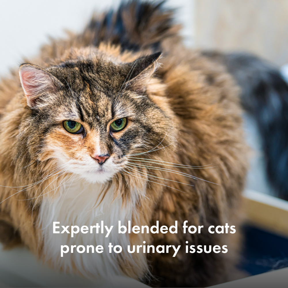 Image of cat