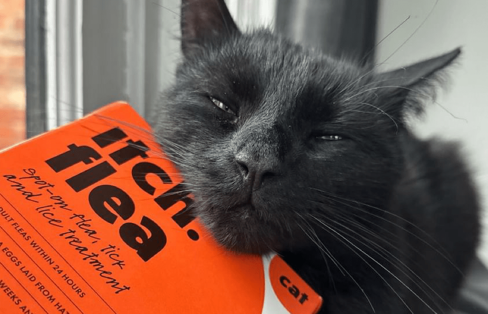 A fluffy, sleepy black cat, rests its head on a carton of Itch Flea treatment for cats. 