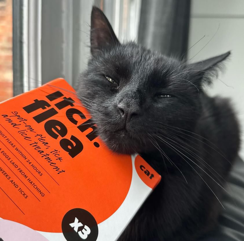 Black cat resting head on Itch Flea for Cats box