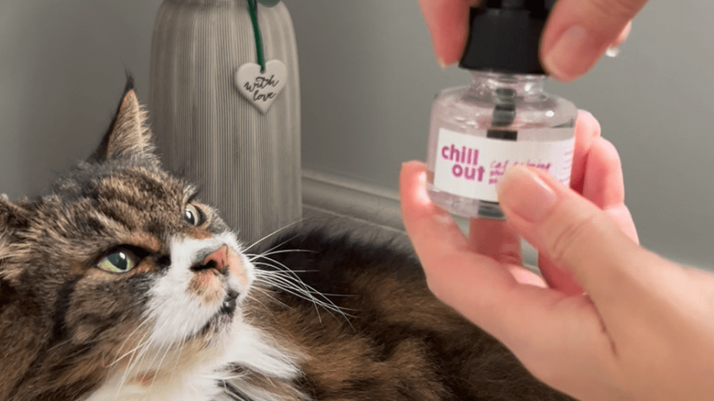 Cat pheromone top plug in