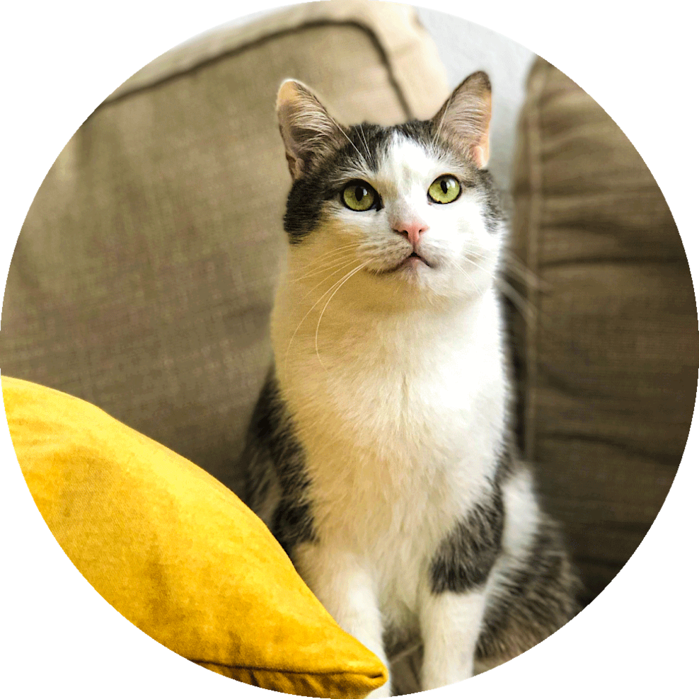 Flea Home Spray Kills Fleas And Eggs In The House Itch flea-home-spray-kills-fleas-and-eggs-in-the-house-itch