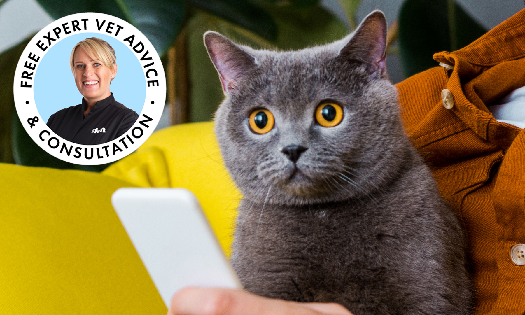 A photograph of a grey cat and their human calling the Itch Vet Team from a mobile phone.