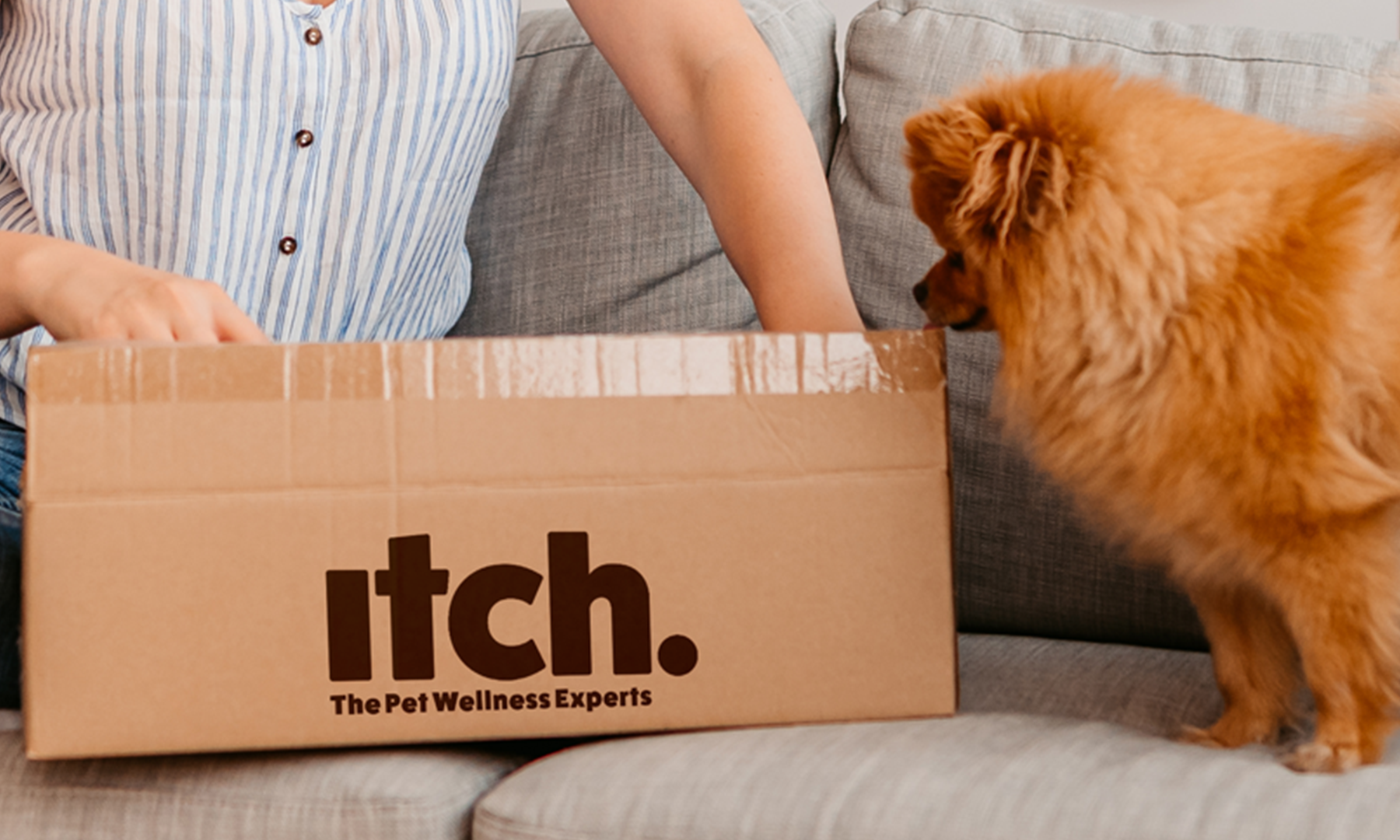 A fluffy tan Pomeranian dog watches its Itch delivery being unpacked.
