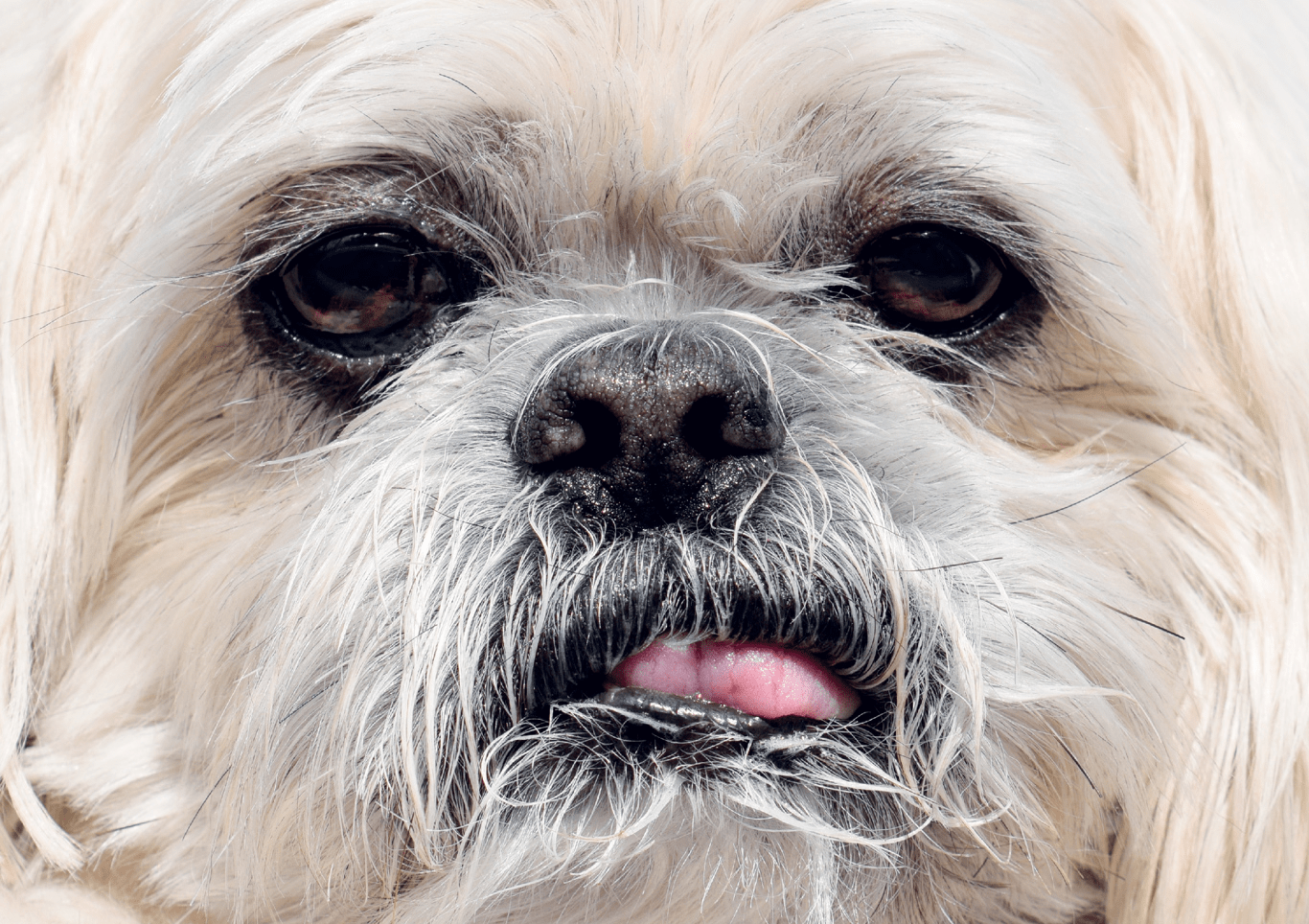 A photography of a dozy-looking, cream coloured shih tzu dog, with its small pink tongue lolling out slightly to one side. 