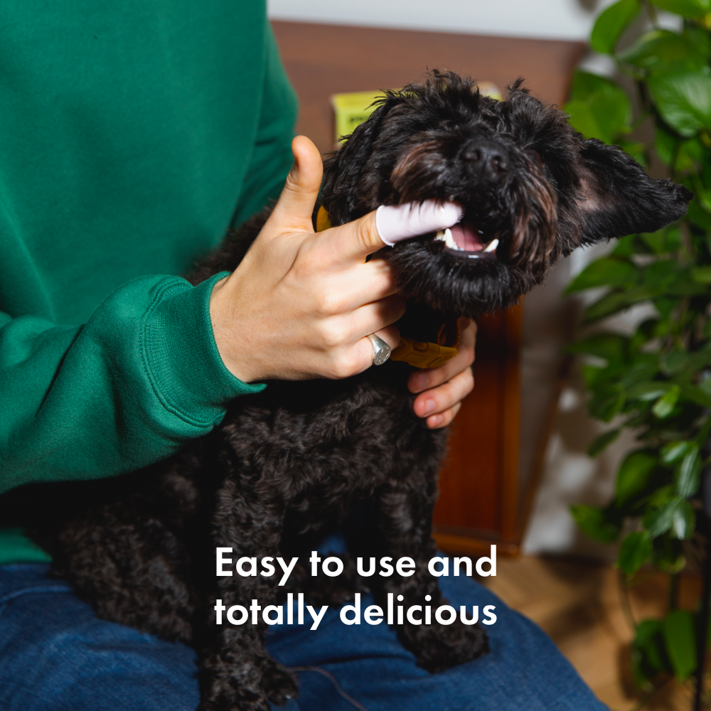 Shih Tzu Best Toothpaste And Toothbrush For Dogs Beaphar Puppy