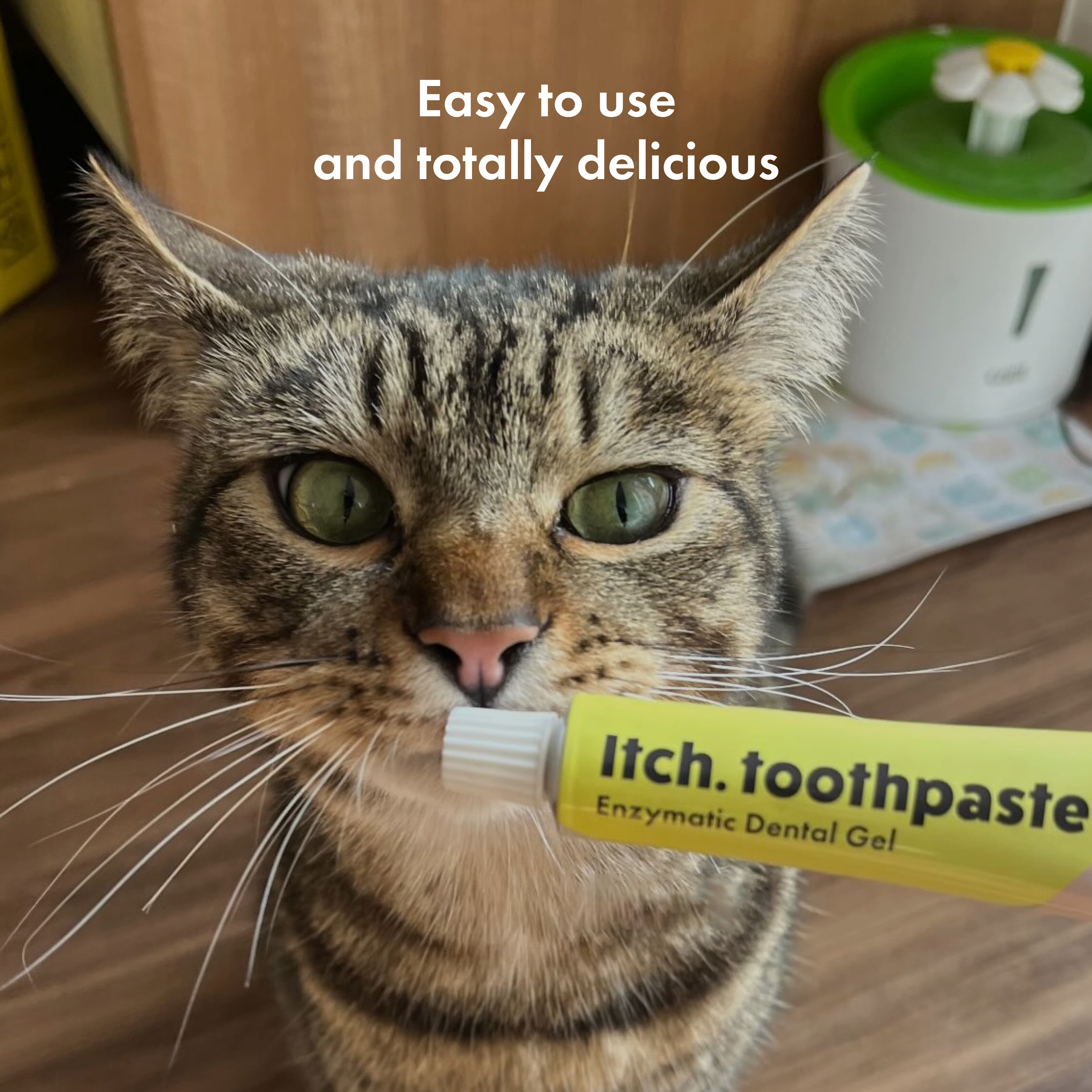 Itch Dental Toothpaste, Toothpaste for cats and dogs, image of dog using finger brush