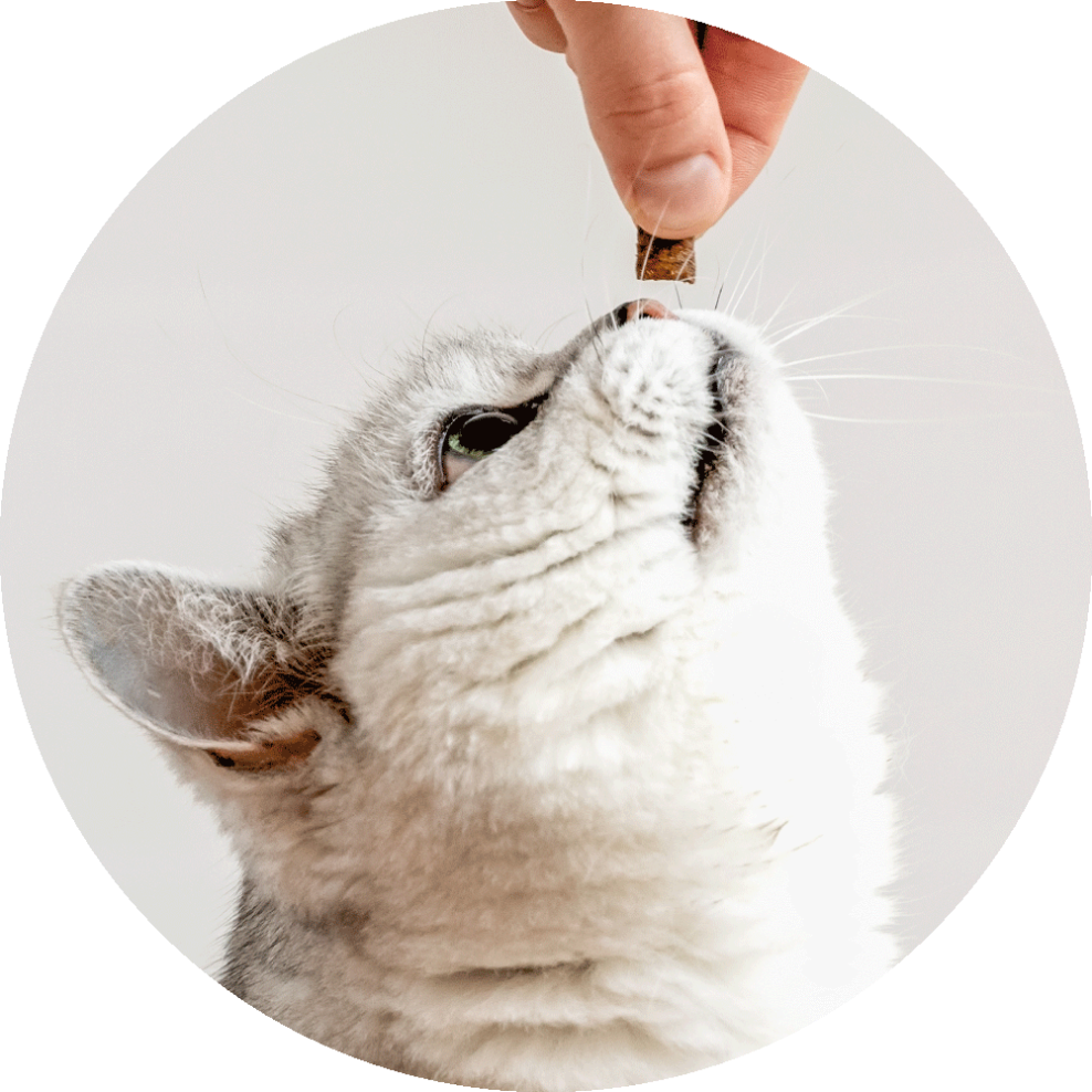 Itch treats for cats and dogs - image of cat