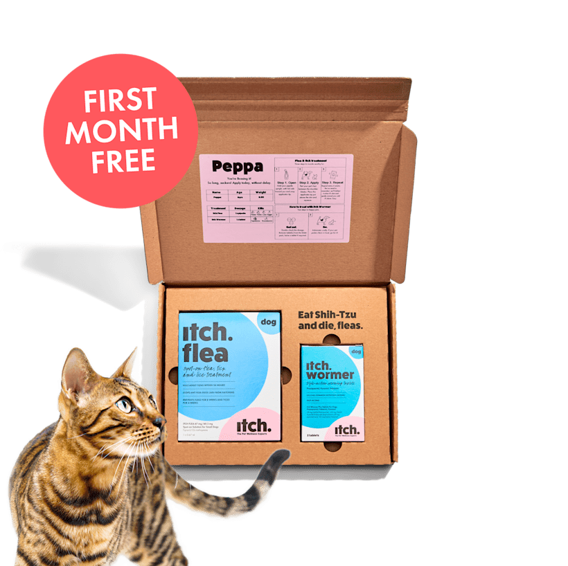 Fleas in litter box clearance