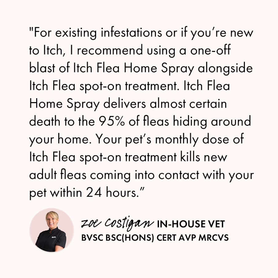 Illustration of Long-Lasting Flea Control For Low-Garage Homes