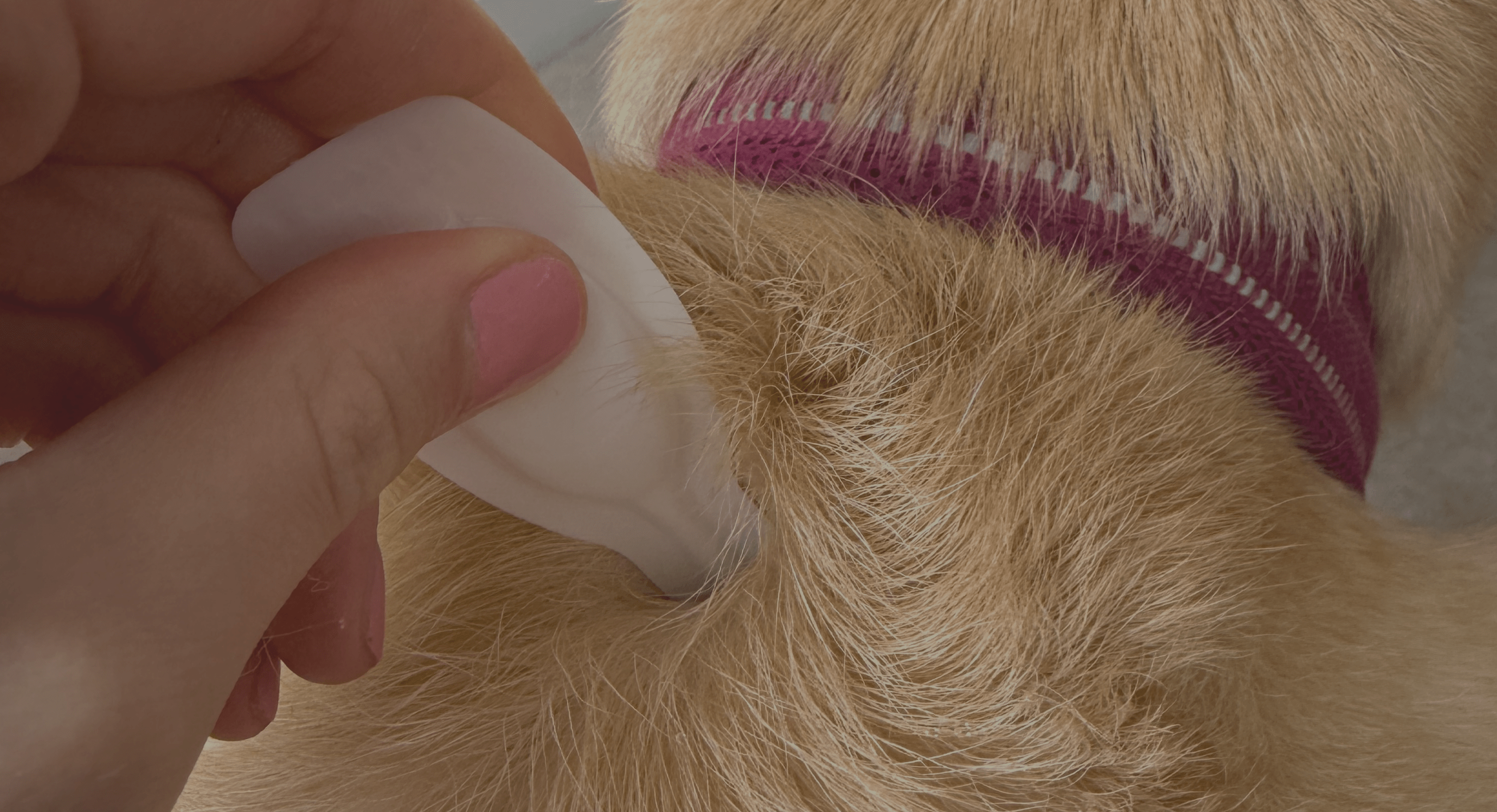 Picture of Flea Treatment for Cats | Kills Fleas, Eggs and Ticks | Itch