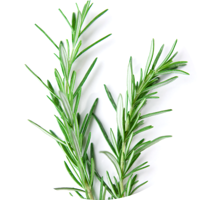 Itch - Product ingredients - Rosemary extract image 