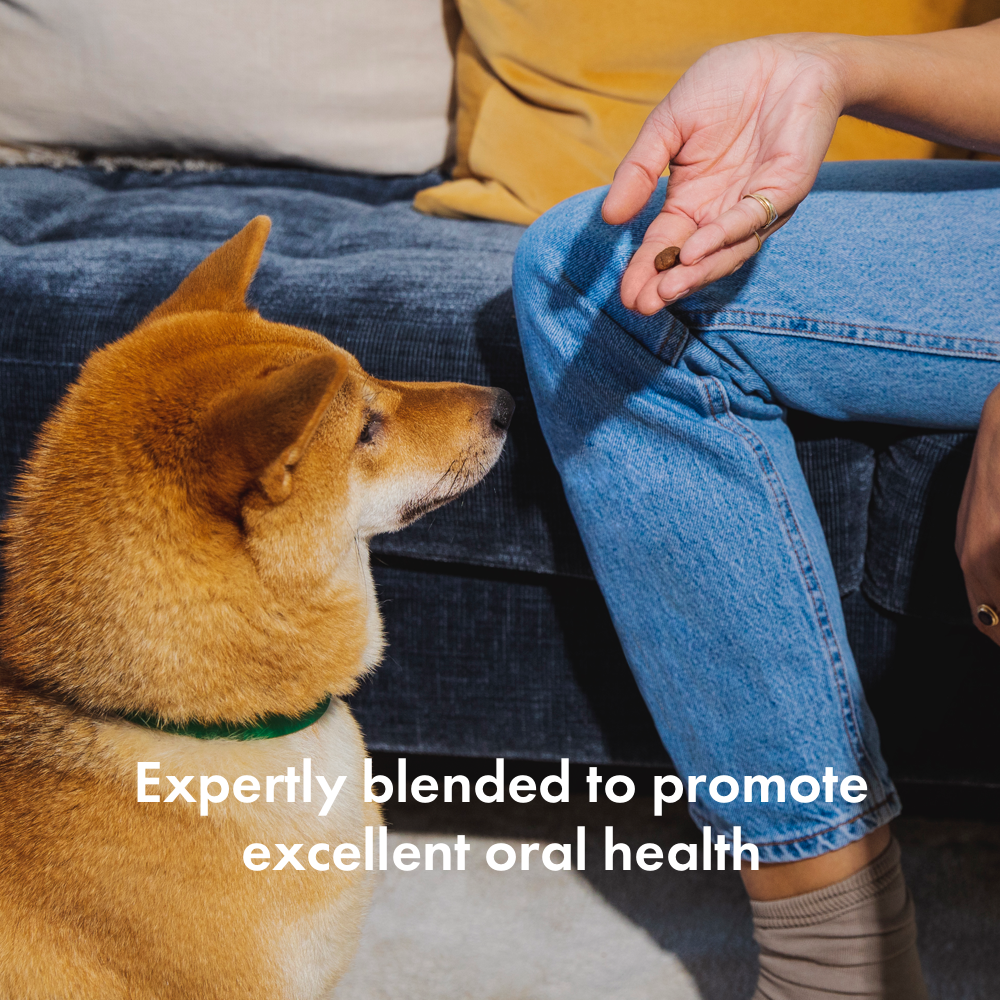 Itch Dental Treats for Dogs, image of dog eating treat, photo of dog being given treat