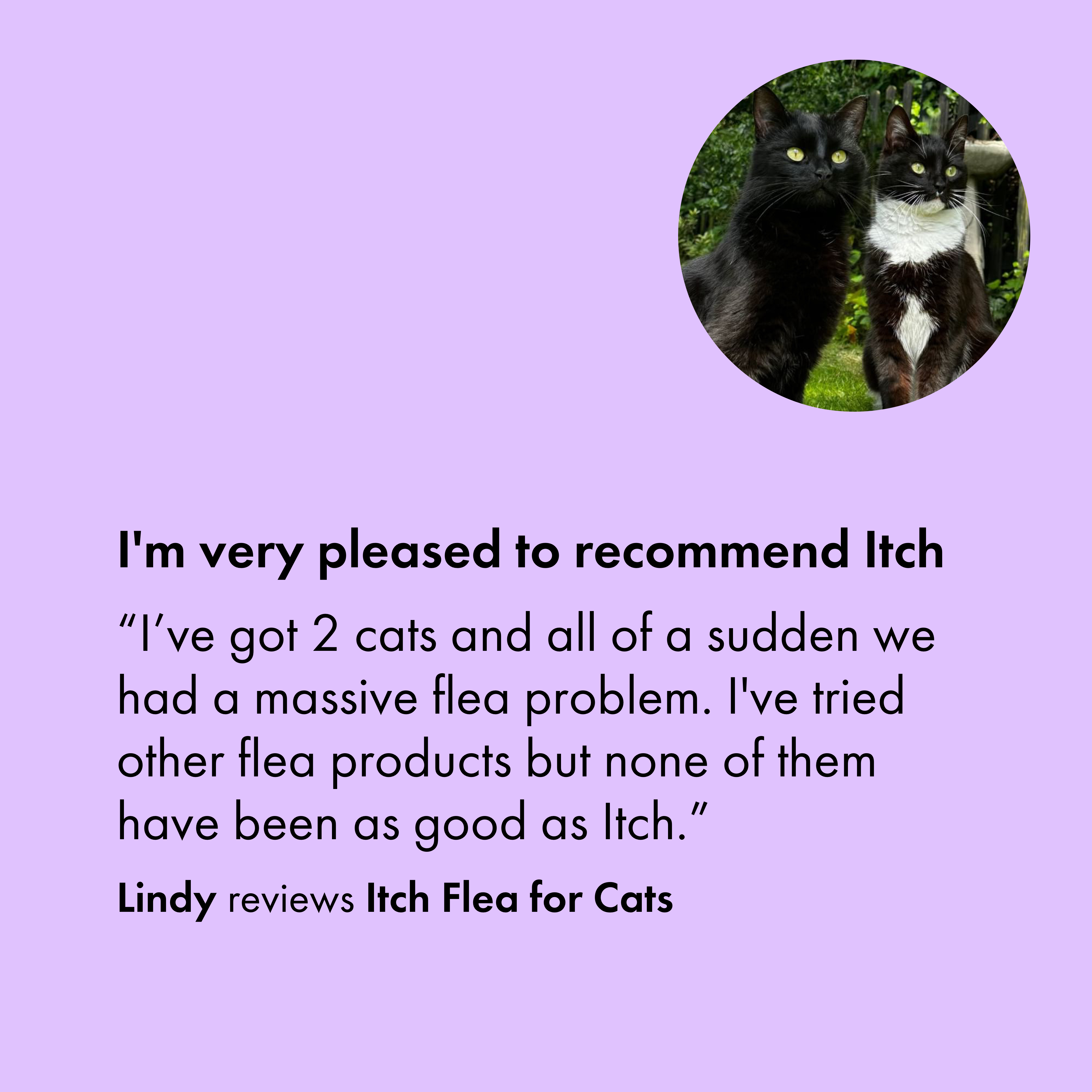 Itch Flea Spot-on Flea, Tick & Lice Treatment for Cats & Dogs - Customer review and image of pet with Itch products