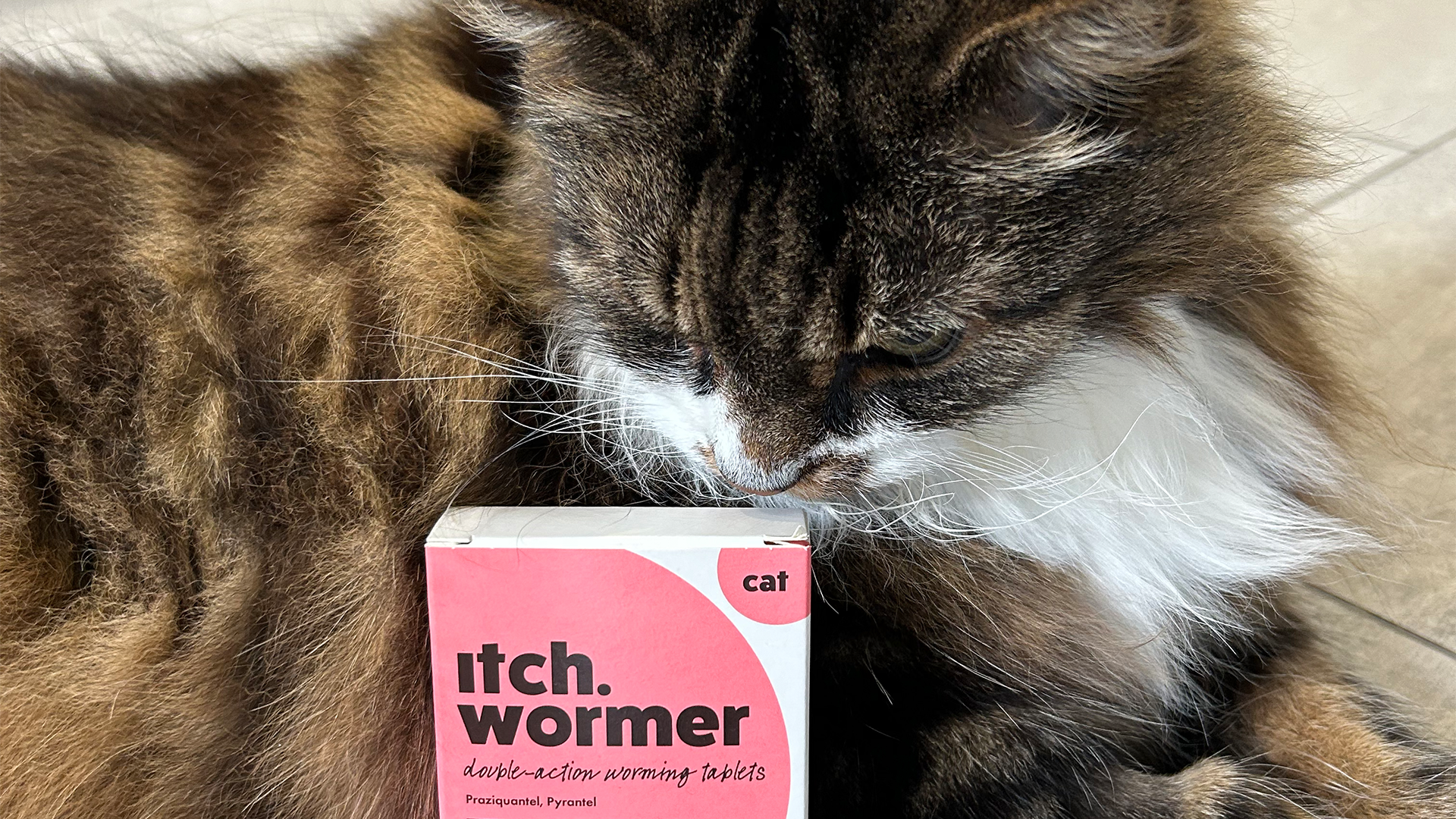 Fluffy cat with Itch Wormer Tablets for Cats which kill all common intestinal worms in felines.