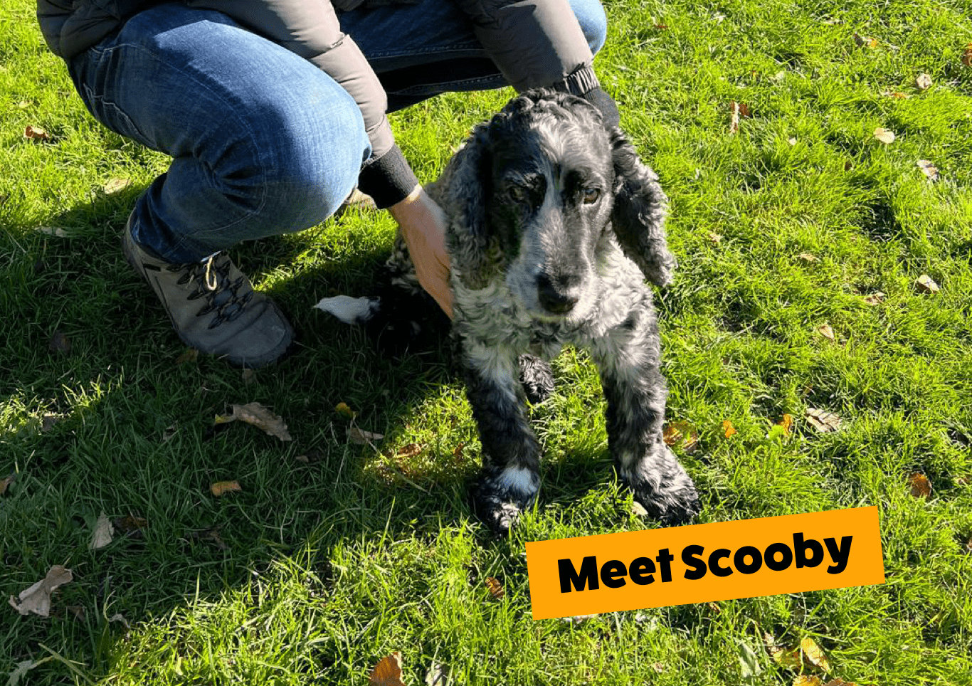 A photograph of a black and white, working cocker spaniel called Scooby with a text overlay that reads Meet Scooby. Scooby is being held by his owner, you can see their blue denim jeans and walking boots.