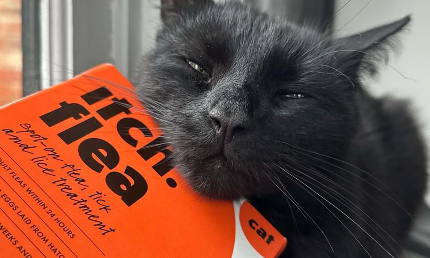 Black cat with it's chin resting on a box of Itch Flea Treatment