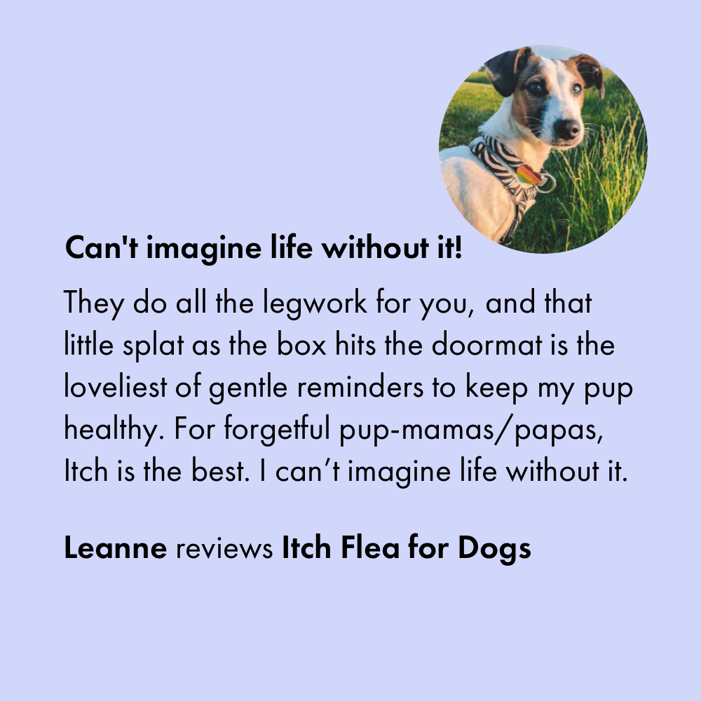 5 star customer review for Itch Flea Treatment for Dogs