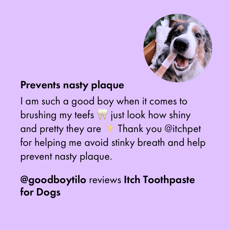 Itch Dental Toothpaste, Toothpaste for cats and dogs, packaging, customer review