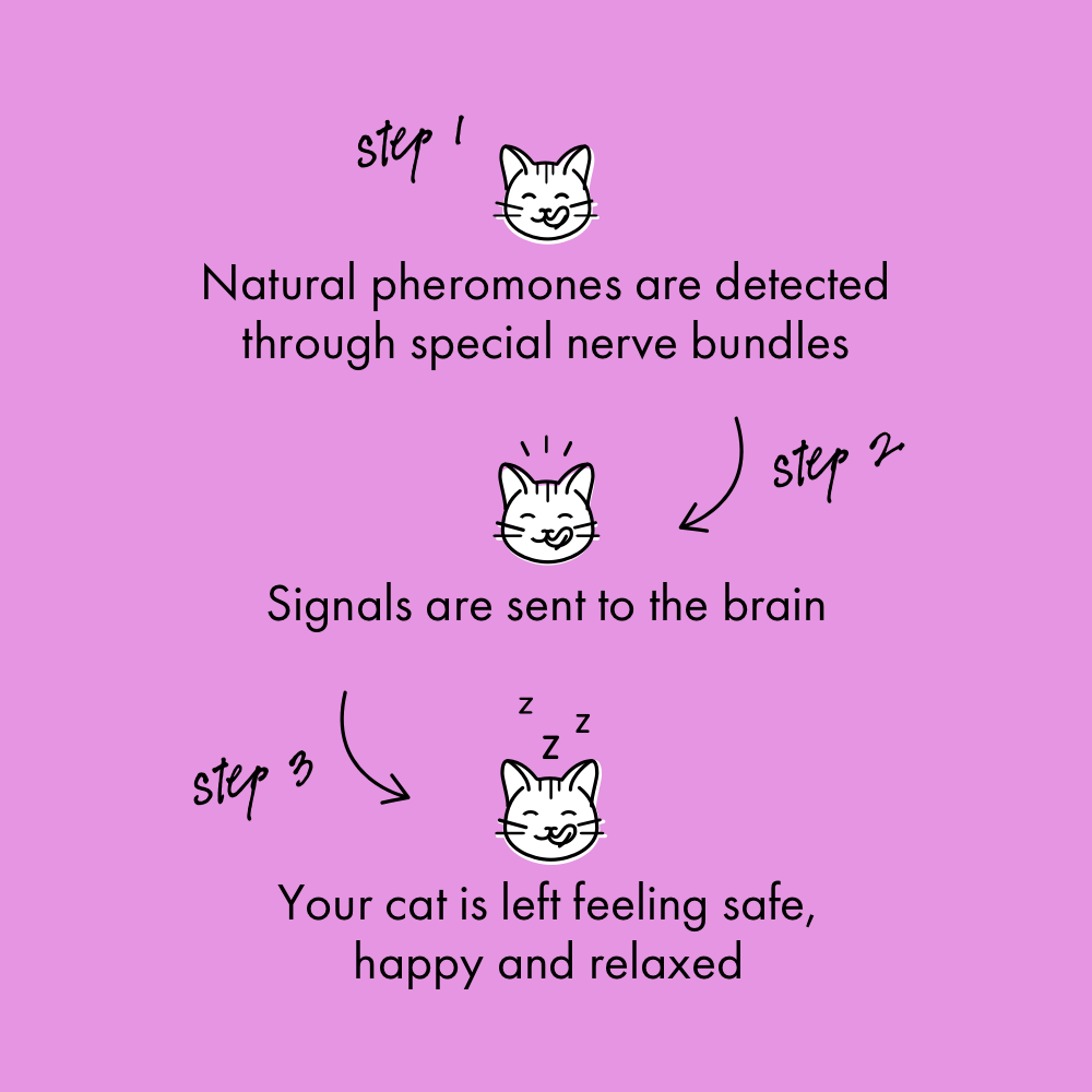 happy cat pheromones