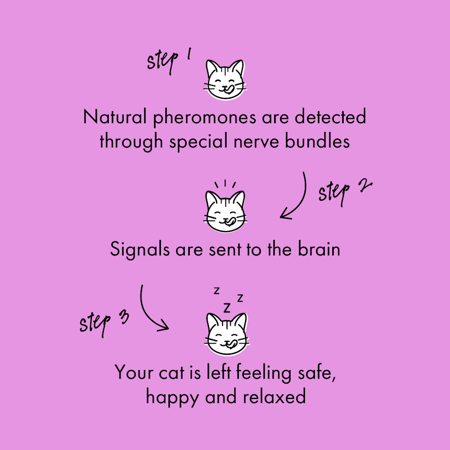 Cat stress relief plug in best sale