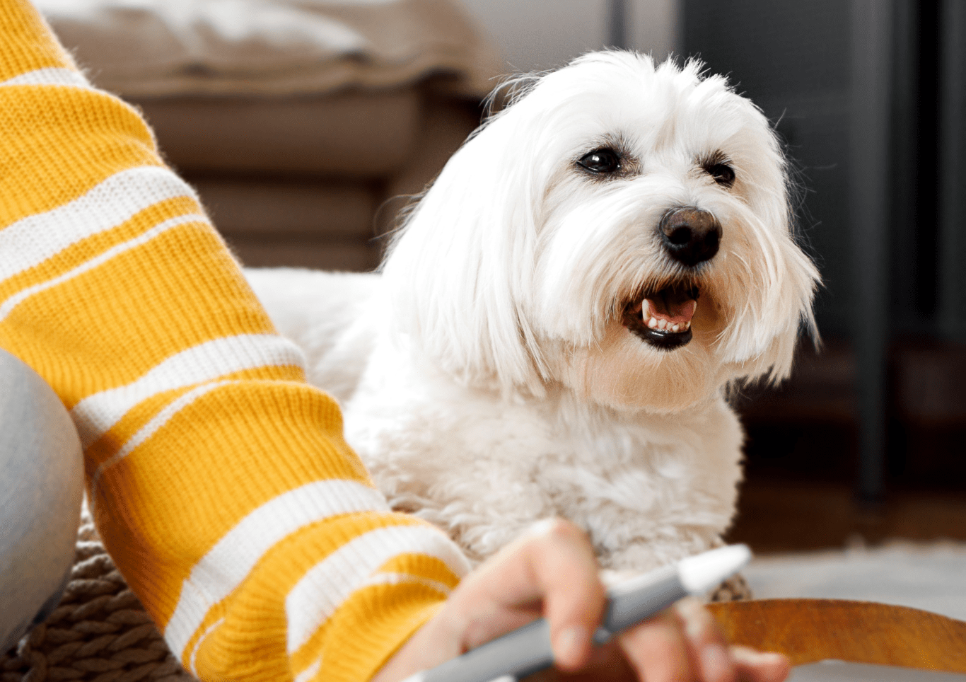 A white Shih Tzu watching a person in a yellow and white stripy jumper, work. 