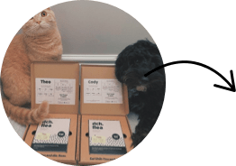 Itch homepage - image of cat and dog with Itch Flea pet packs - customer plans