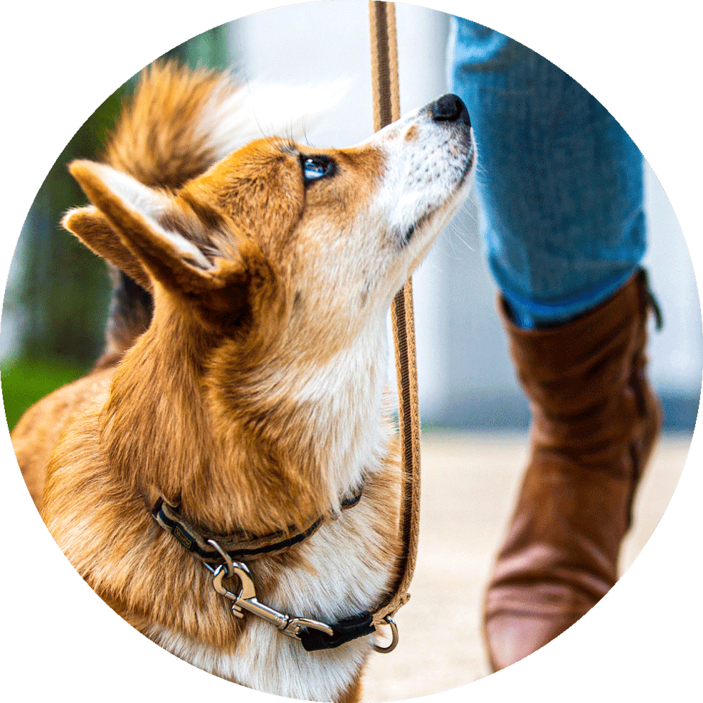 Biodegradable Compostable Dog Poo Bags Itch