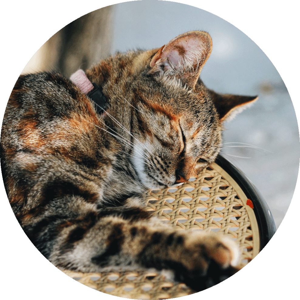 Itch FAQ - image of cat sleeping