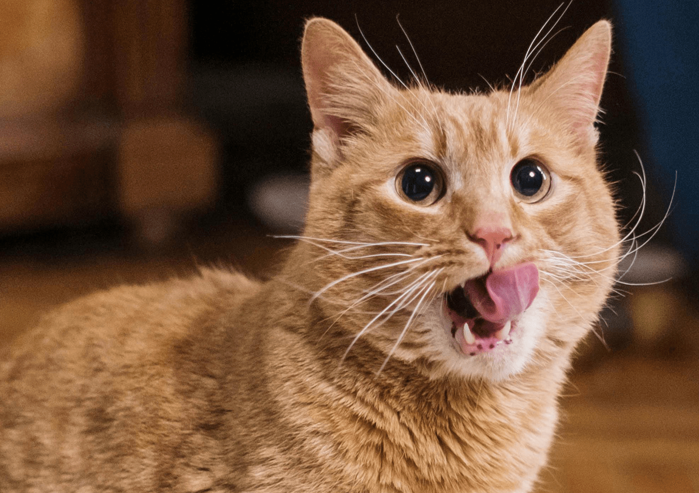 Lovely ginger cat licking his lips.