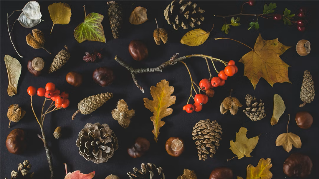 Autumn leaves, pinecones, acorns, and twigs on a dark background