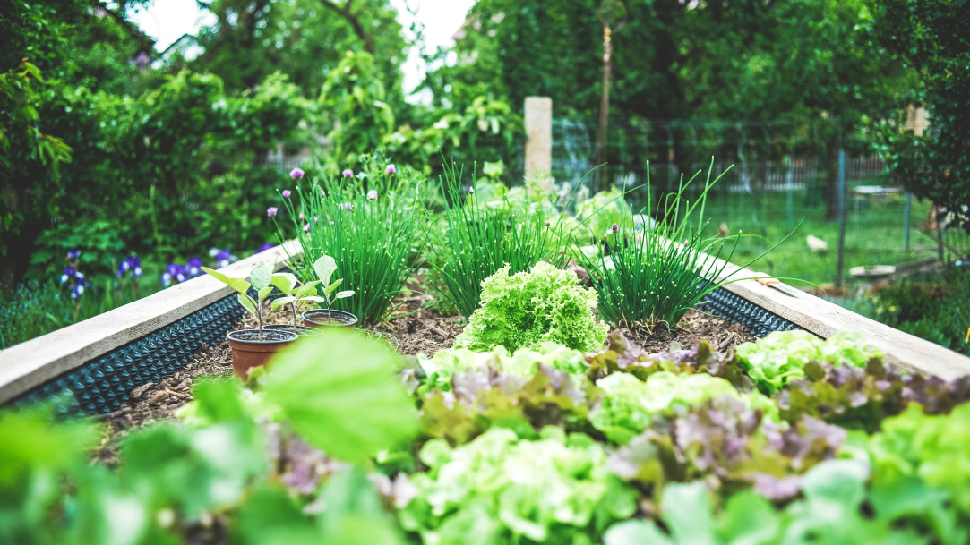 Side view of a vegetable garden