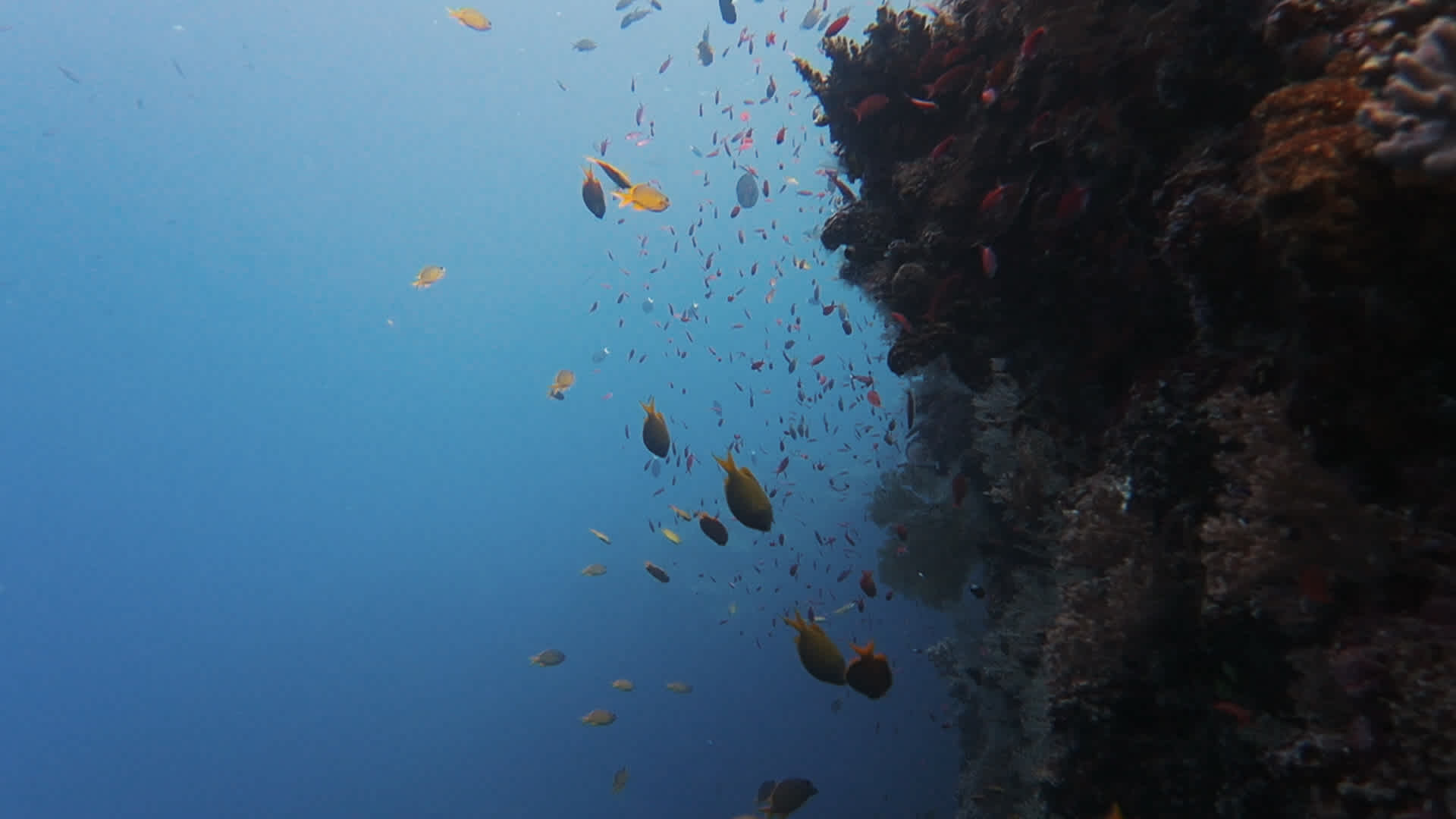 Marine Life - Palawan 2018