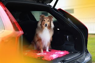 Mitä sinun tulee tietää koiran kuljettamisesta autossa? Koostimme sinulle kätevän artikkelin, josta voit selvittää kaiken helposti.