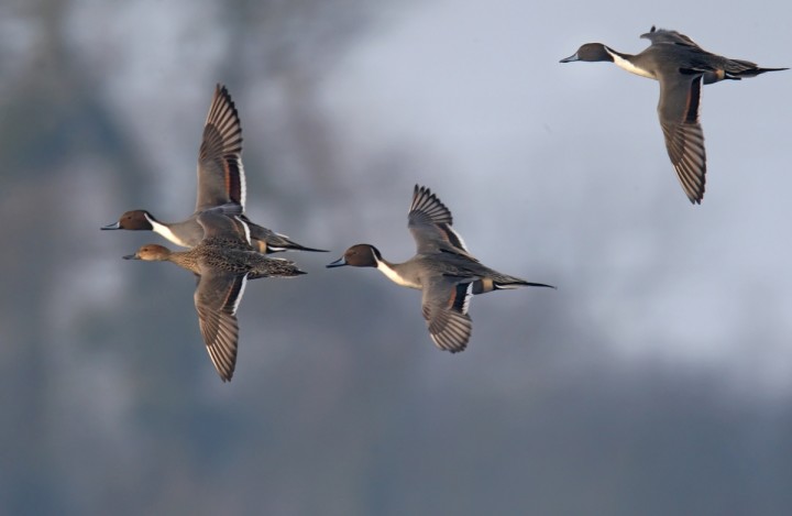 Girouette le canard Pilet