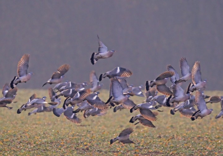 Chasse pigeons Offres de Chasse la palombe