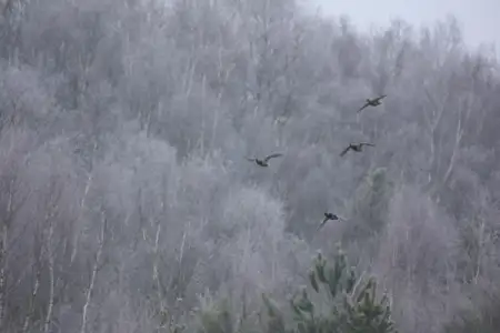 Journée de Chasse