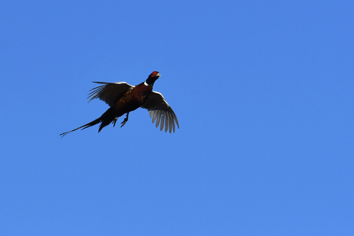 Chasse Petit Gibier Cocagne.fr