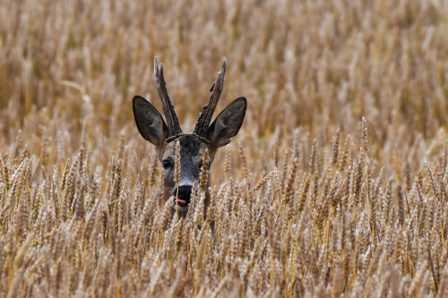 image de la chasse