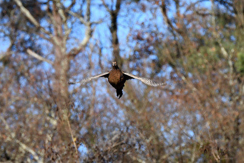 image de la chasse